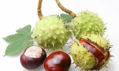 Chestnut de cai din venele varicoase ale extremităților inferioare