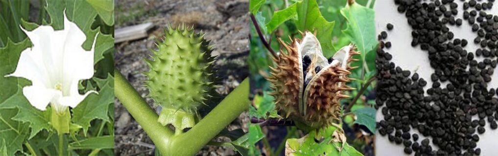 Seminte de datura pentru tratarea varicelor la domiciliu