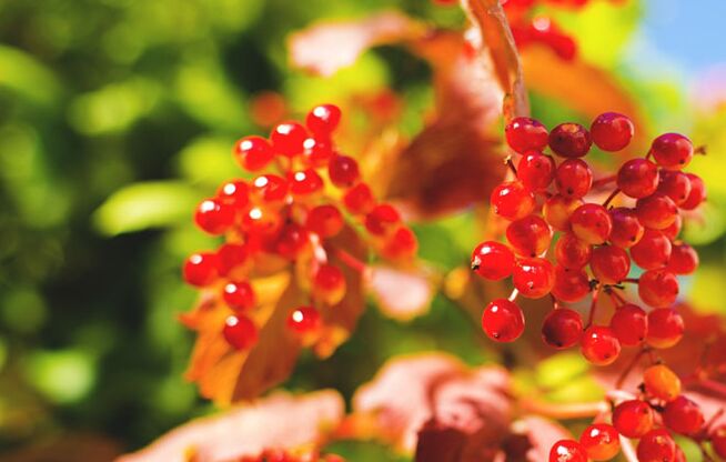 Fructele de viburnum ajută la vindecarea venelor varicoase